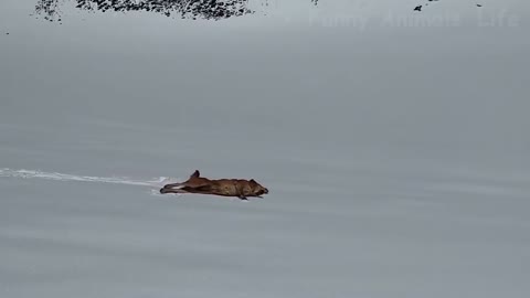 Ride in the snow like this dog