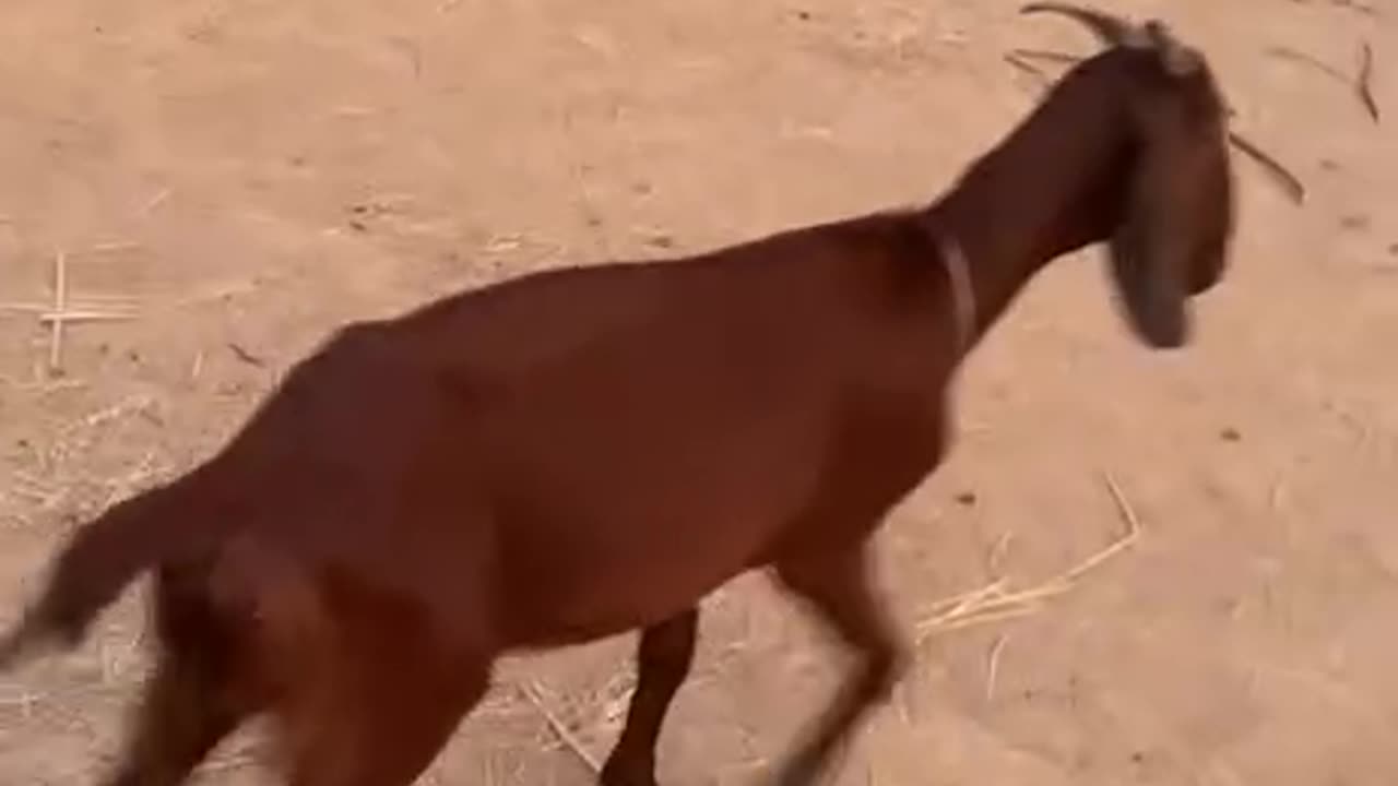 the owner try to help goat7