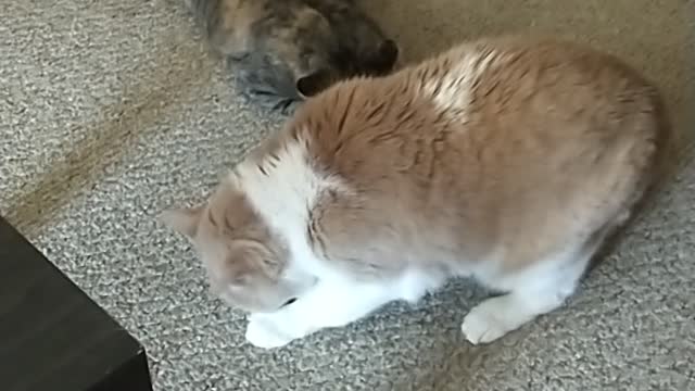 Kitty Playtime 2.0