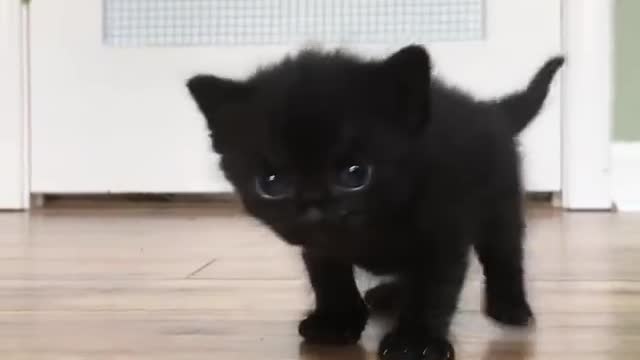 Black Kitten surprised to see the camera so cute