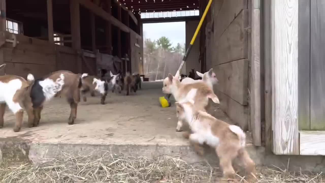 Cute Baby Goats - A Cute And Funny Baby Goats Compilation || NEW HD