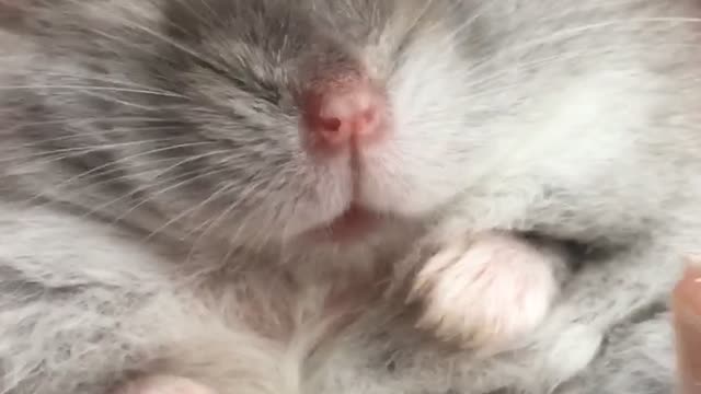 hamster does something strange