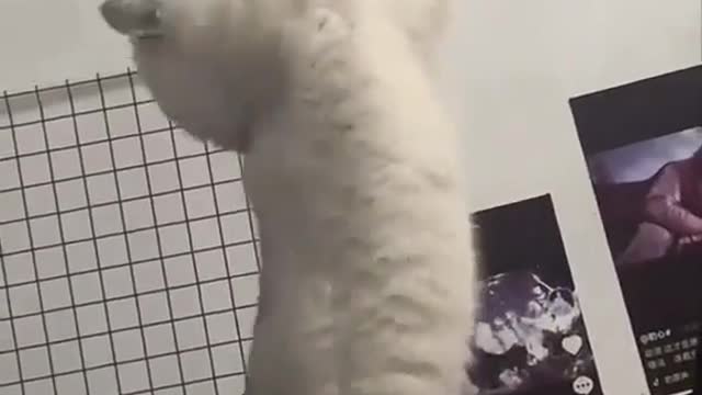 Cat doing pull-ups 😺🐈