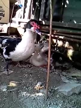 What is so funny here