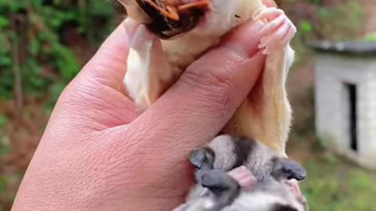 2-Month-Old Twins Are Too Big To Enter Mother's Pouch ❤️ #shorts #twinsugarglider #sugarglidercare