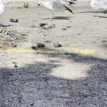 SeGulls front Walmart