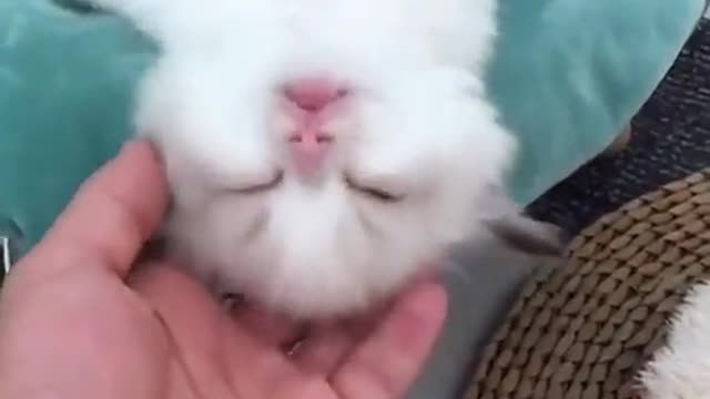 funny cats