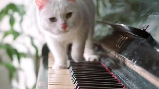 Cat funny video