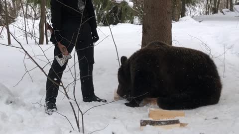 Tom the Brown Bear Helps Get Firewood