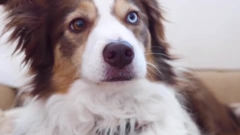 FUNNIEST DOGS🐶 to make you roll on the floor LAUGHING - Best FUNNY DOG Videos😝#short video