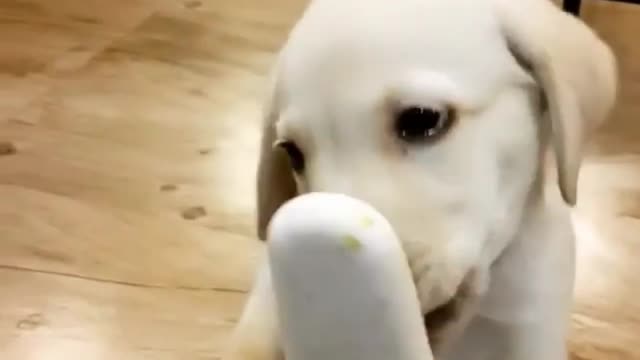 This dog likes to eat ice cream very much