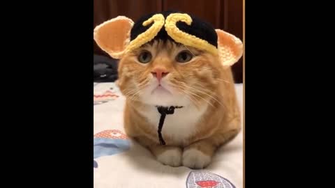 the best videos of cute and amazing cats