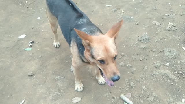 The Two Dogs Are Very Friendly