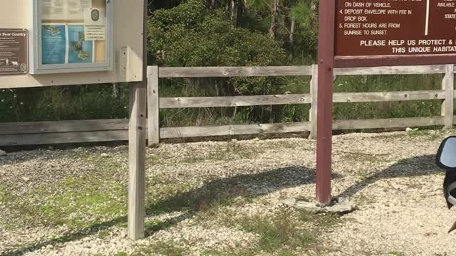 Dual Sport Bike group ride through The Picayune Strand State Park in Naples, Florida