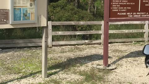 Dual Sport Bike group ride through The Picayune Strand State Park in Naples, Florida