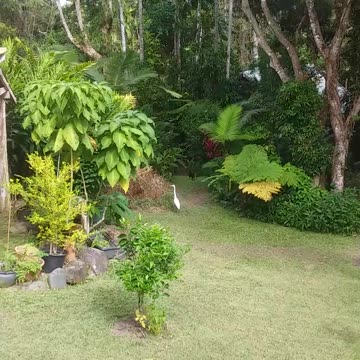 19.9.2024 Bruce the Brush Turkey and the Egret...