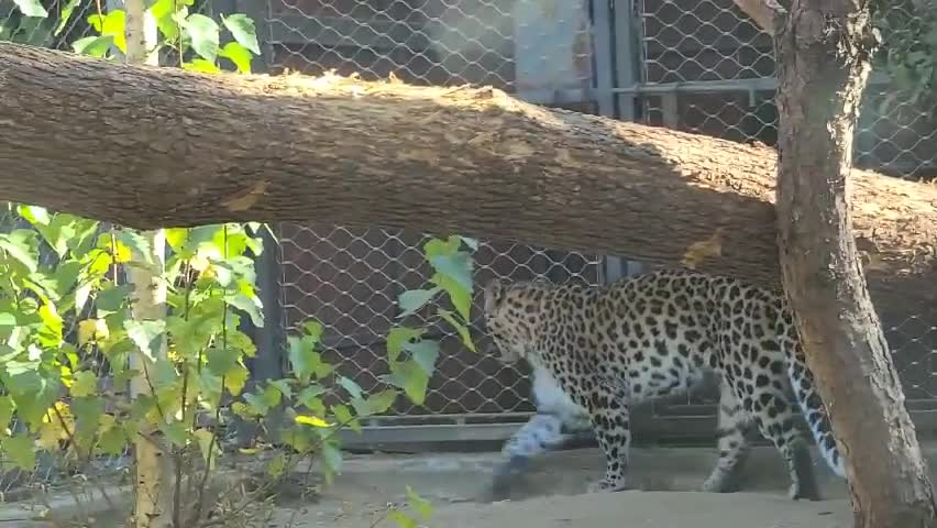 Angry leopards can't stand still