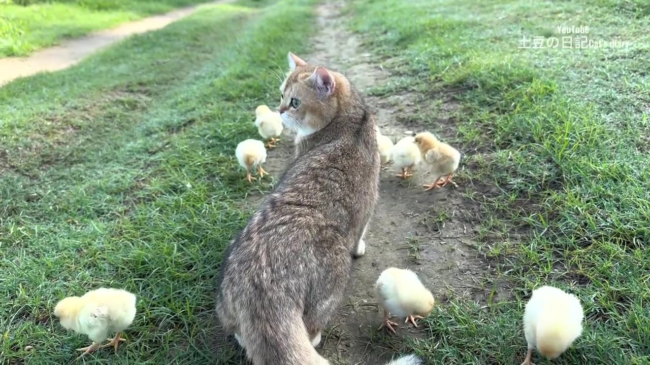 The World's Kindest Kitten Has Fun Taking Chicks Outdoors To Find Food