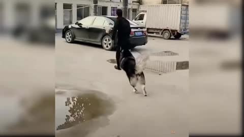 Smart doggy follows her master