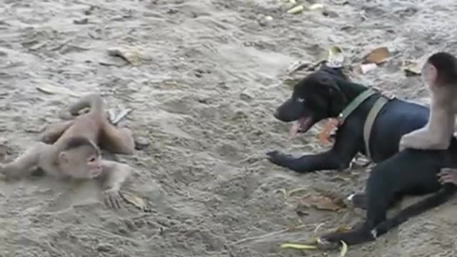 capuchin monkeys and puppy playing