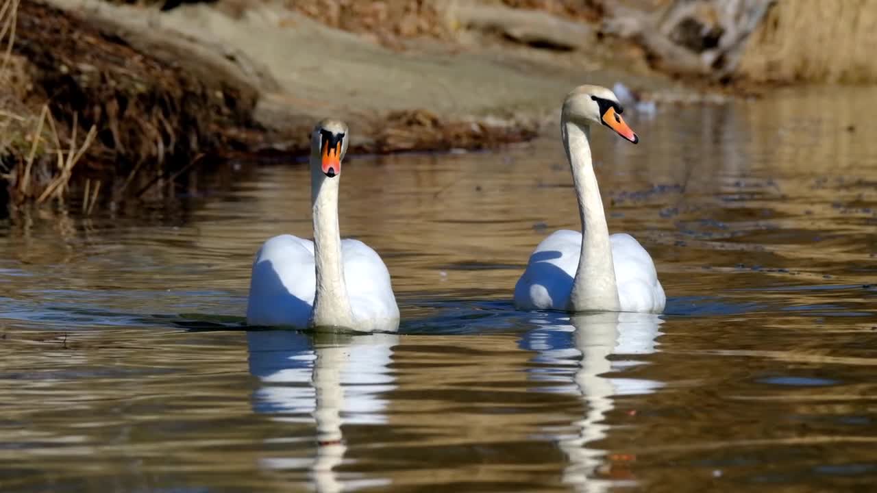 beautiful aquatic swans