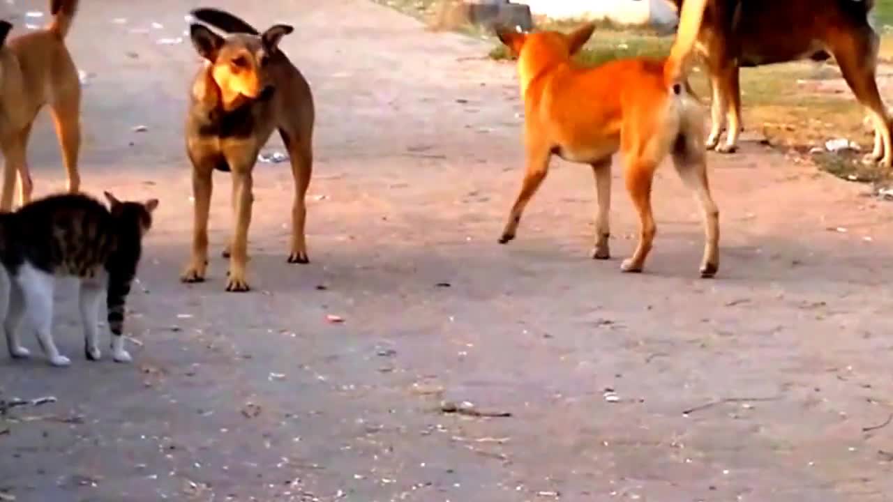 fearless cat vs a pack of dogs