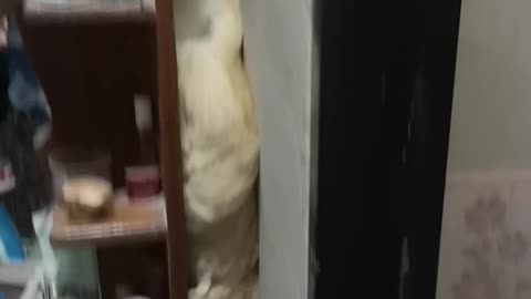 Smart Cat Slides Down from Shelf