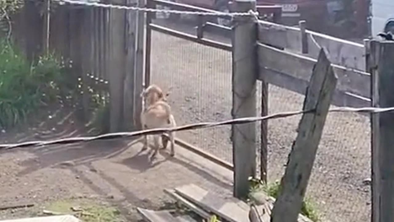 Dog funny fight