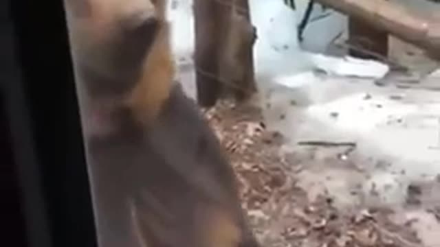 Hilarious Wild Bear Human Wanna Be