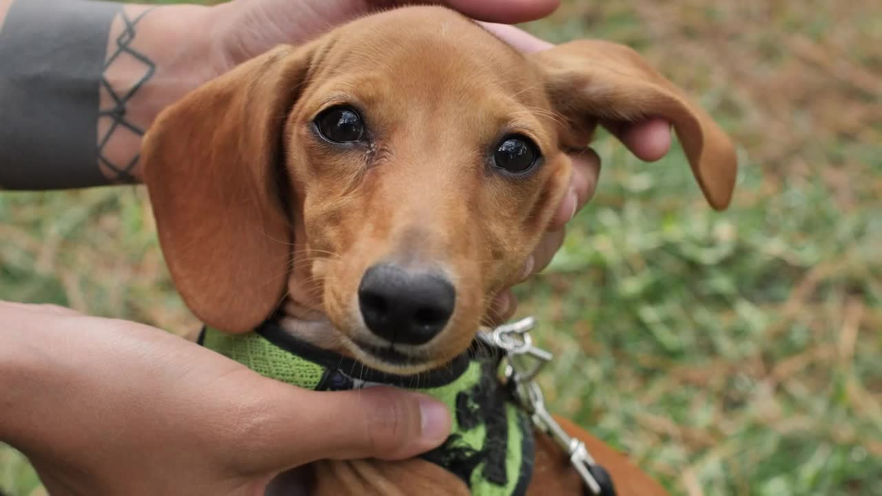 Dachshund dog while hands caress it