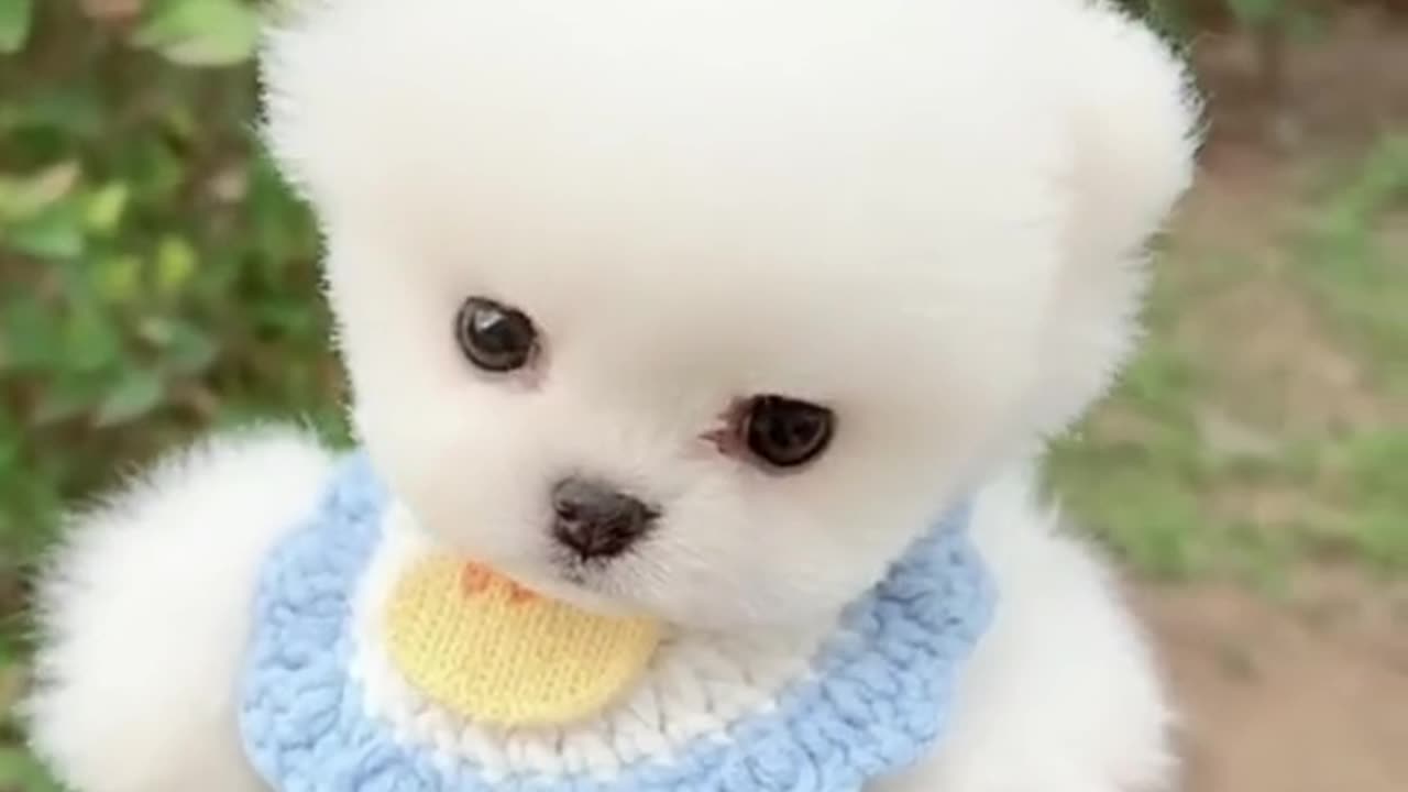 Small cute dog 🐕 💓 💕 😍 ❤ 💖 🐕 💓 💕 😍 you