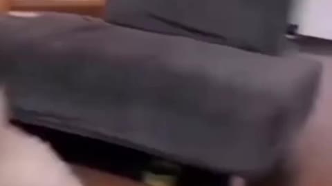 🐕‍🦺🐕‍🦺2021 Dogs training video super funny😂🤣😍