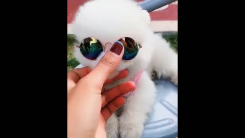 Cute and Funny Pomeraninan Dog
