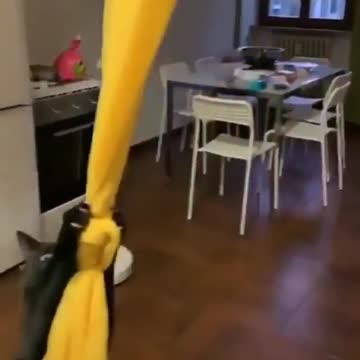 funny cat Is it Tarzan