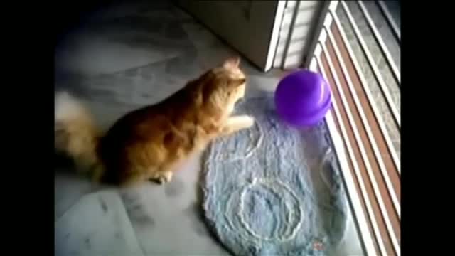 Cat playing with balloon