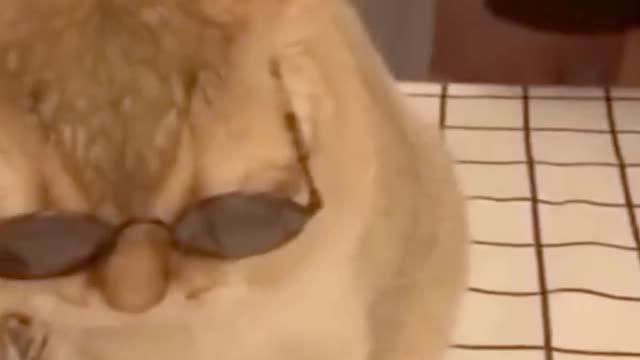 Smart Cat Wearing Glasses Cat Thug Life