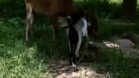 Goat and Calf Fight