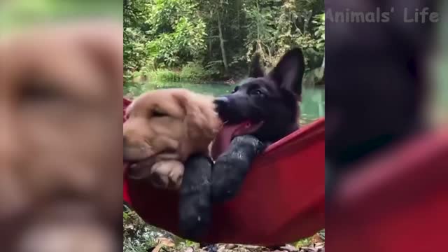 funny pets :D