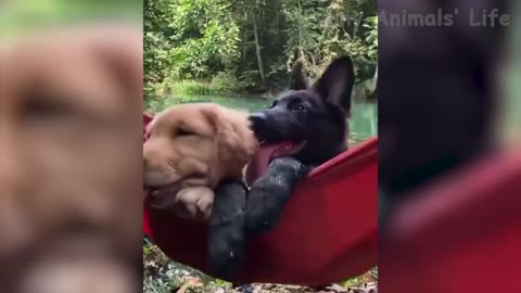 funny pets :D