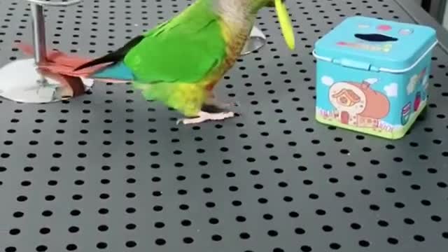 Smart Parrot