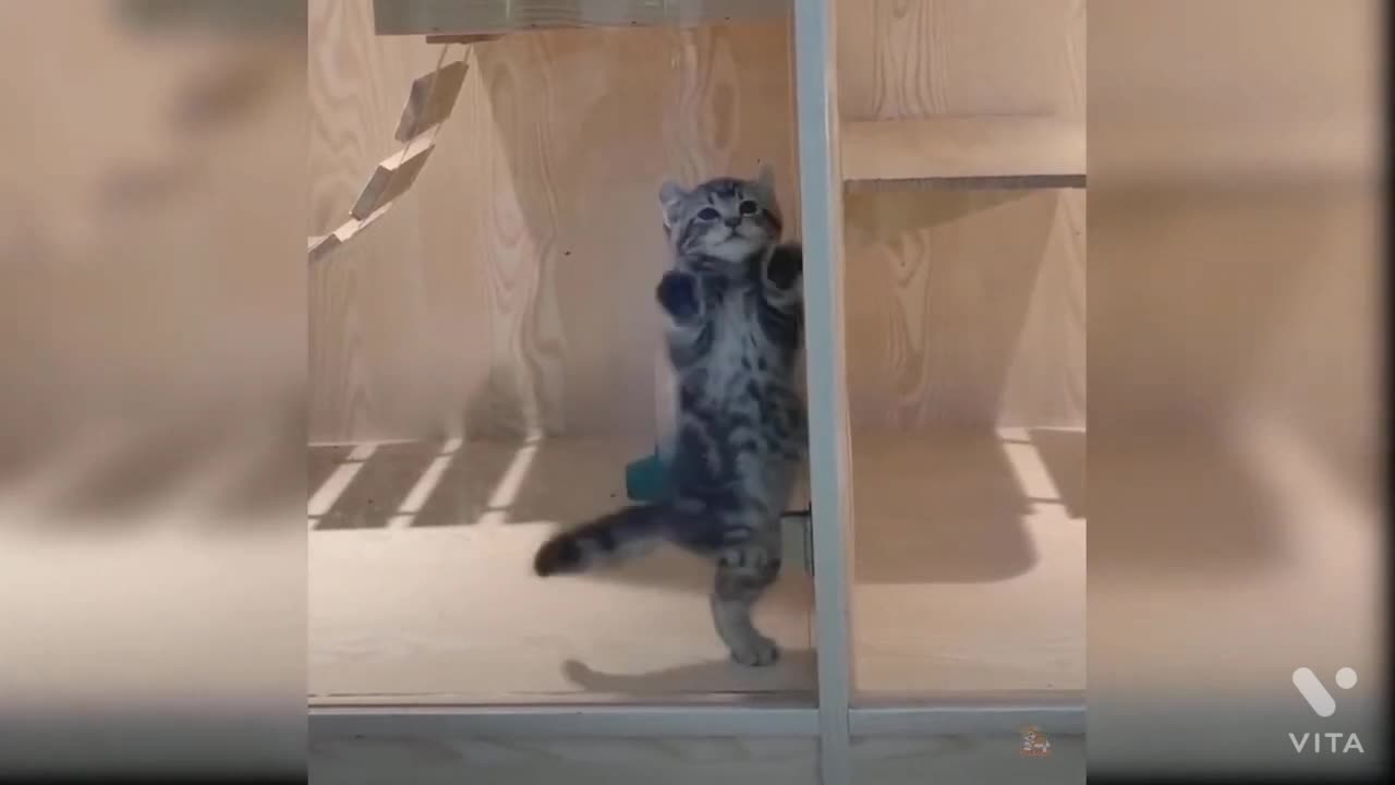 Cat video