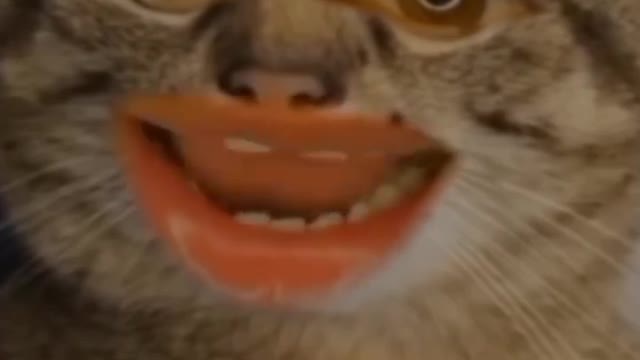 Funny cute cat