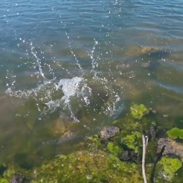 Largemouth Bass Fishing | Airtail Wiggler on a Texas Rig (Grandebass) #short