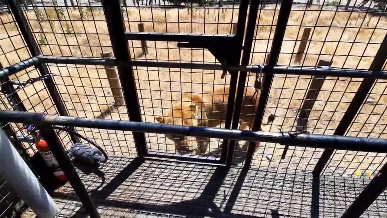 The lion followed the cage cart for food