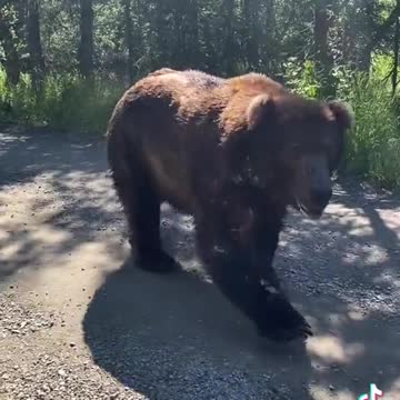 Guy Somehow Avoids Becoming Bear Food