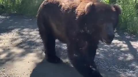 Guy Somehow Avoids Becoming Bear Food