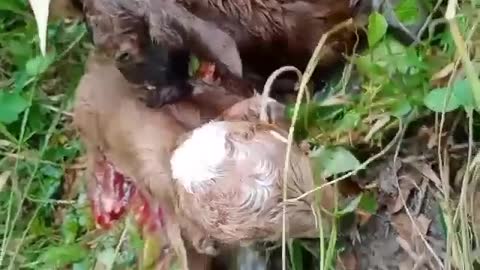 Wow! Finally our Mother goat gives birth to her babies😍