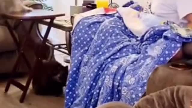 | #shorts | Funny Pet | Funny animals | Pet | Animals | Animal Comedy | Animals Videos