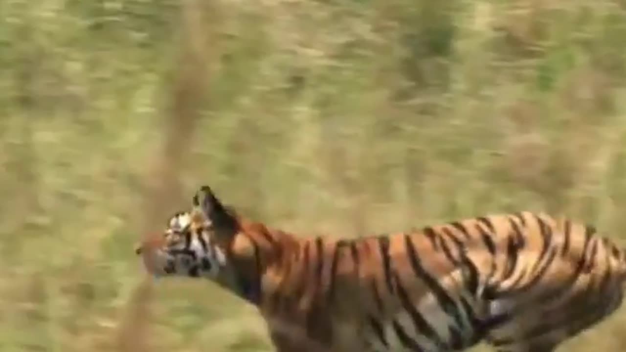 Tiger hunting Deer