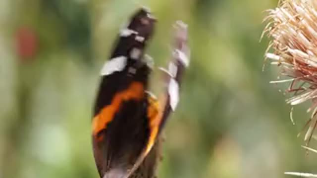 Wild butterfly